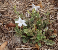 Ruellia metziae