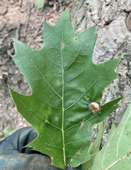 Amphibolips quercusostensackenii