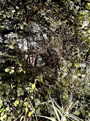 Fallopia