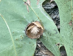 Amphibolips quercusostensackenii