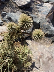 Echinops spinosissimus