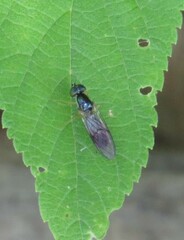 Sarginae