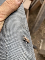 Cyphocleonus achates