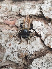 Laphria