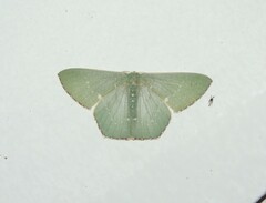 Geometrinae