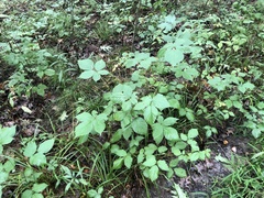 Rubus frondosus