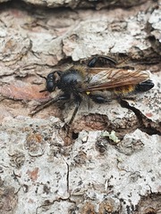 Laphria