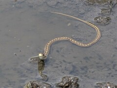 Thamnophis marcianus