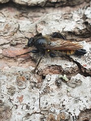 Laphria