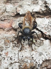 Laphria