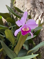 Cattleya trianae