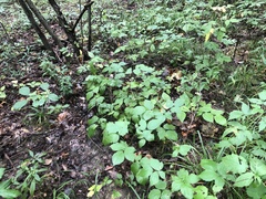 Rubus frondosus