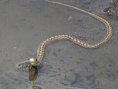 Thamnophis marcianus