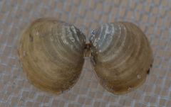 Corbicula fluminea