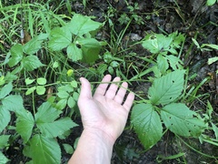 Rubus frondosus