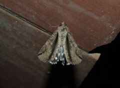 Ercheia