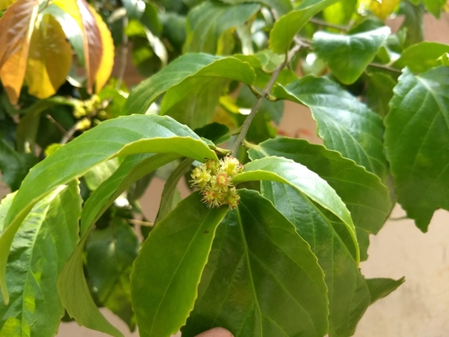 Image of Flacourtia inermis by (c) renjus box, some rights reserved (CC BY)