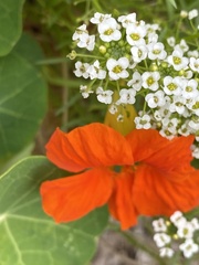 Tropaeolum majus