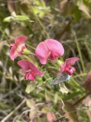 Lathyrus sylvestris