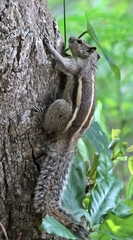 Funambulus palmarum