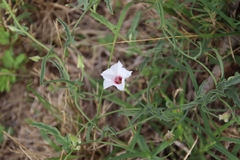 Convolvulus equitans