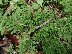 Selaginella pallescens