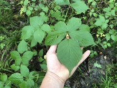 Rubus frondosus