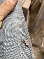 Cyphocleonus achates