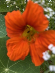 Tropaeolum majus