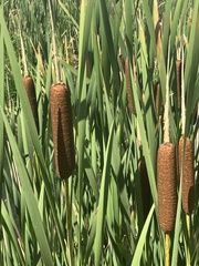 Typha angustifolia