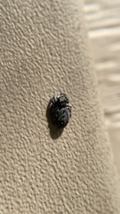 Phidippus borealis