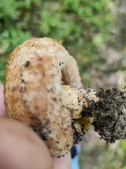 Lactarius repraesentaneus