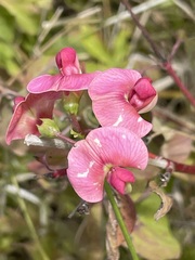 Lathyrus sylvestris