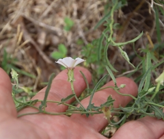 Convolvulus equitans