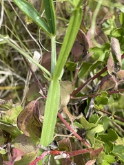 Lathyrus sylvestris
