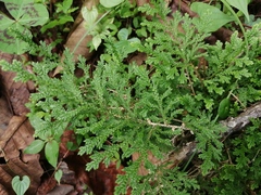 Selaginella pallescens
