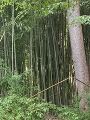 Bambusoideae
