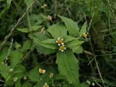 Galinsoga quadriradiata