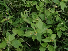 Galinsoga quadriradiata