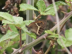 Pyronia bathseba