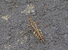 Pardalophora phoenicoptera