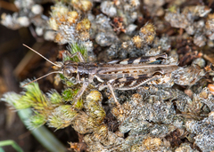 Melanoplus infantilis