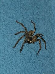 Polybetes pythagoricus