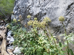 Angelica scabrida