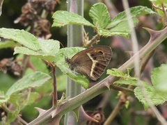 Pyronia bathseba