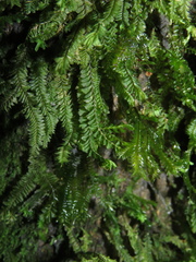 Plagiochila