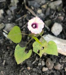Ipomoea grandifolia