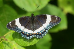 Limenitis arthemis arthemis