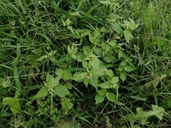 Galinsoga quadriradiata