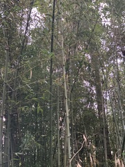 Bambusoideae